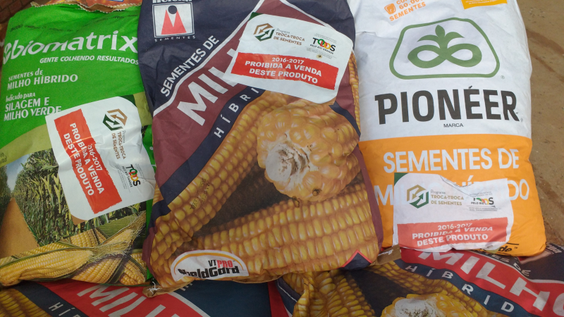 TROCA-TROCA DE MILHO E SORGO